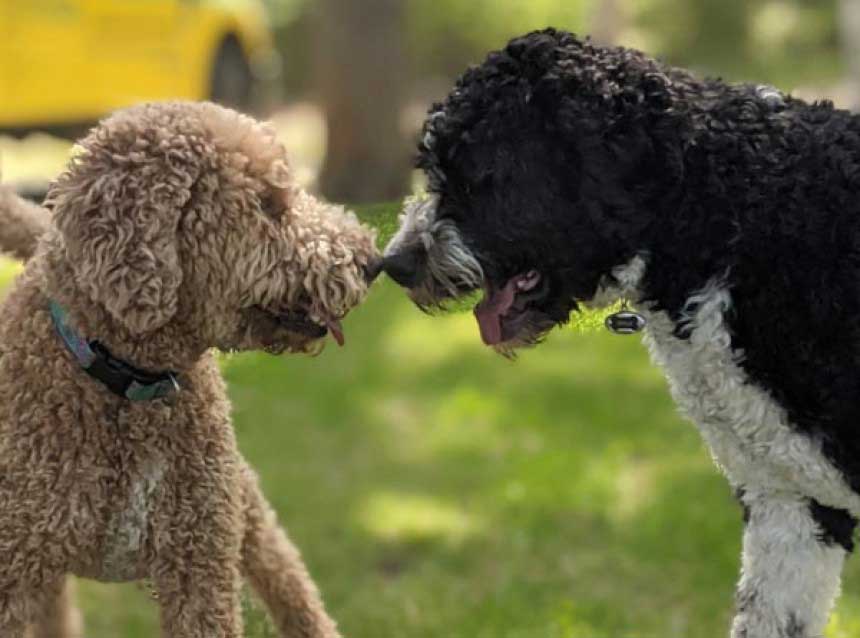 Dog Park takes step forward