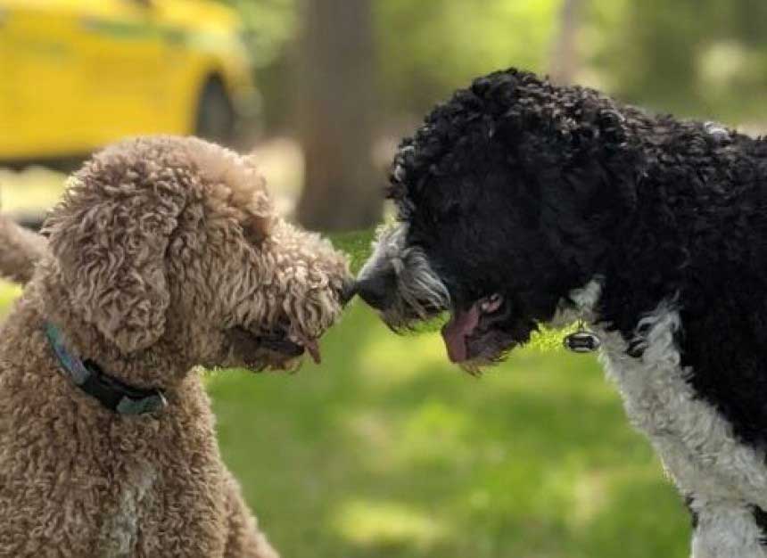 Dog park idea moves to critical meeting