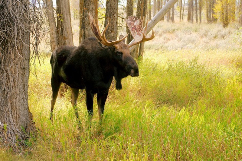 Moose hunting ends in not guilty verdict