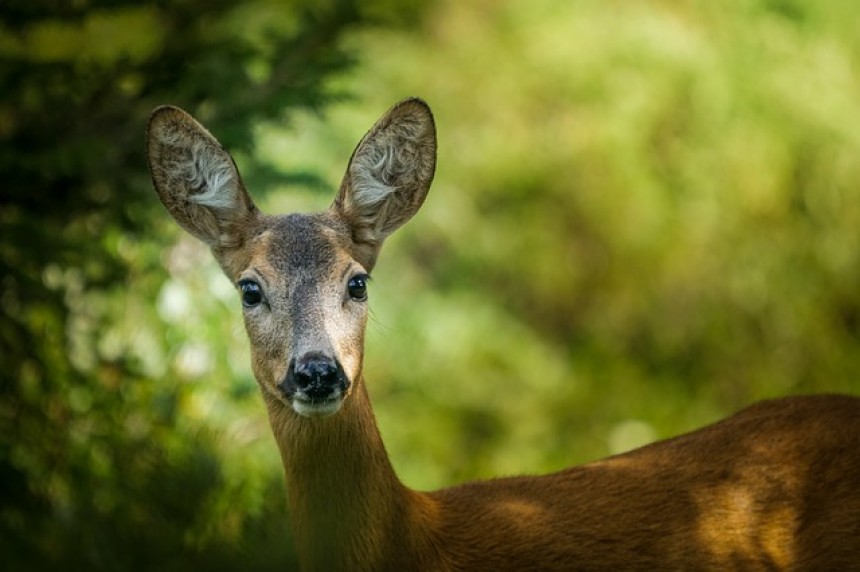 Officers find deer and moose meat in freezer, but ...