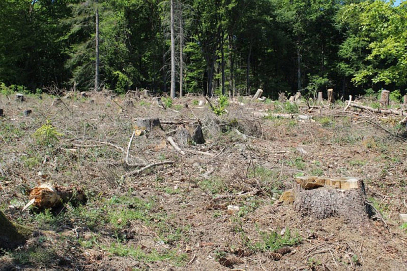 Bylaw to curb clearcutting within city