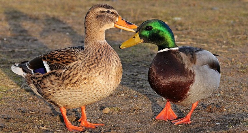 If you love ducks, stop feeding them