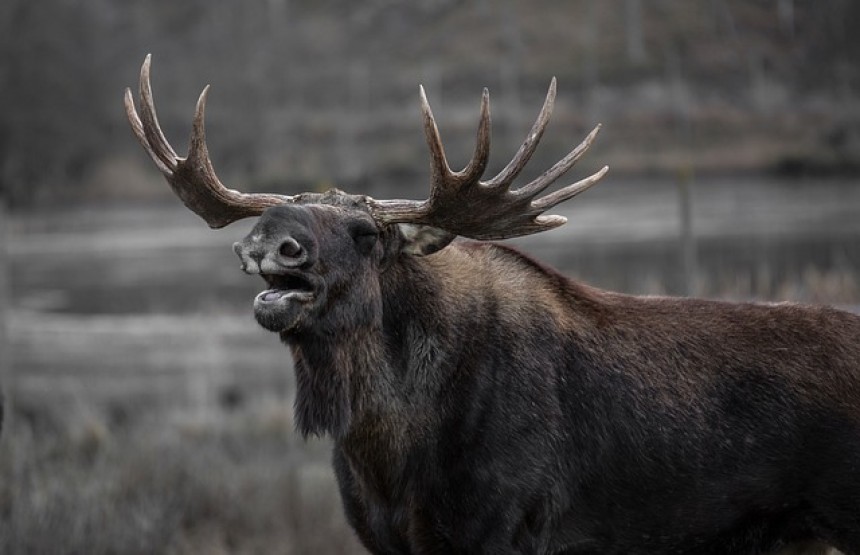 Father, son and friend all charged in moose hunting case