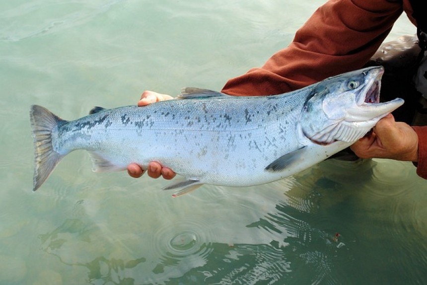 Selling poached salmon brings large fine