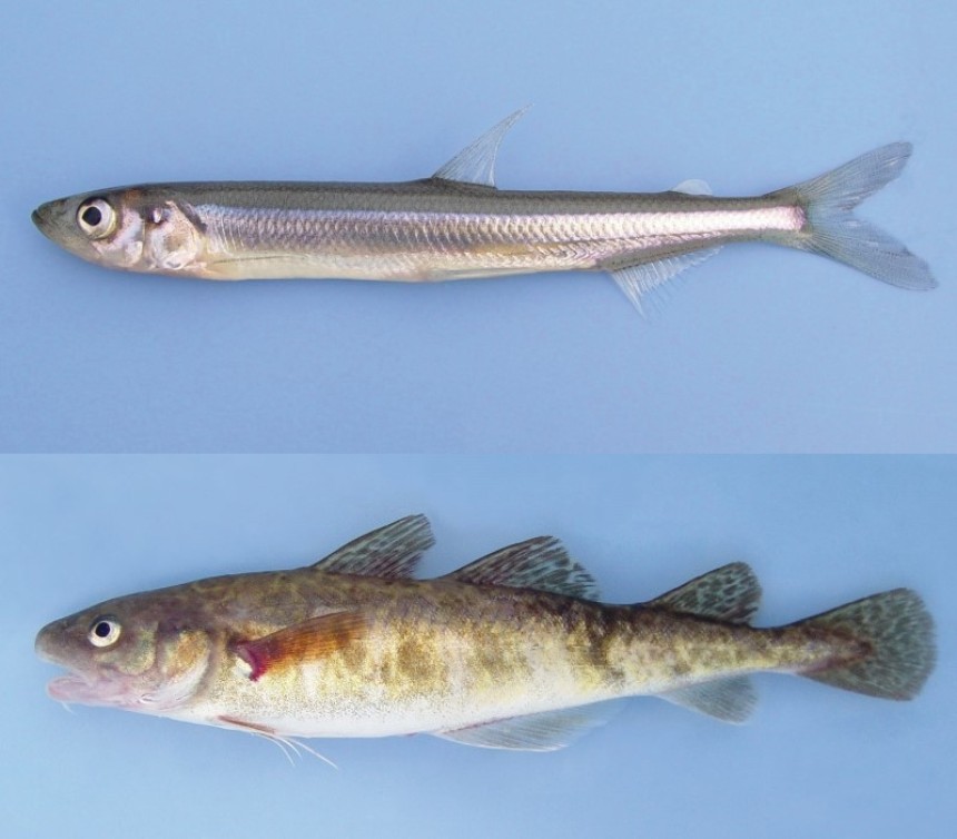 Smelt fisherman faces large fine for lowly tommy cod