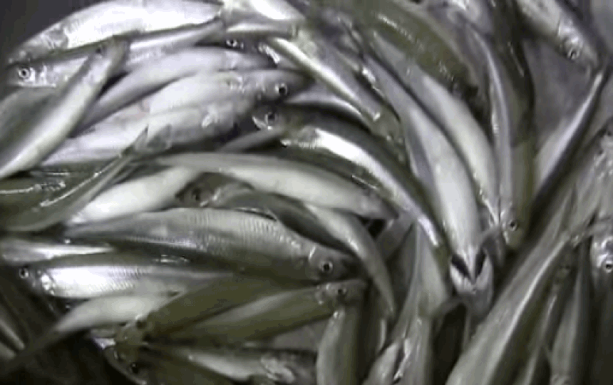 Ross not guilty in Tommy Cod trial