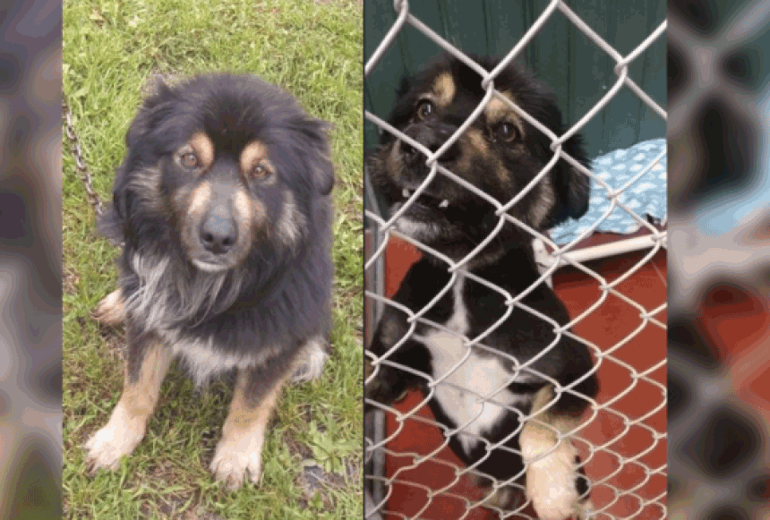 Men plead not guilty to animal cruelty