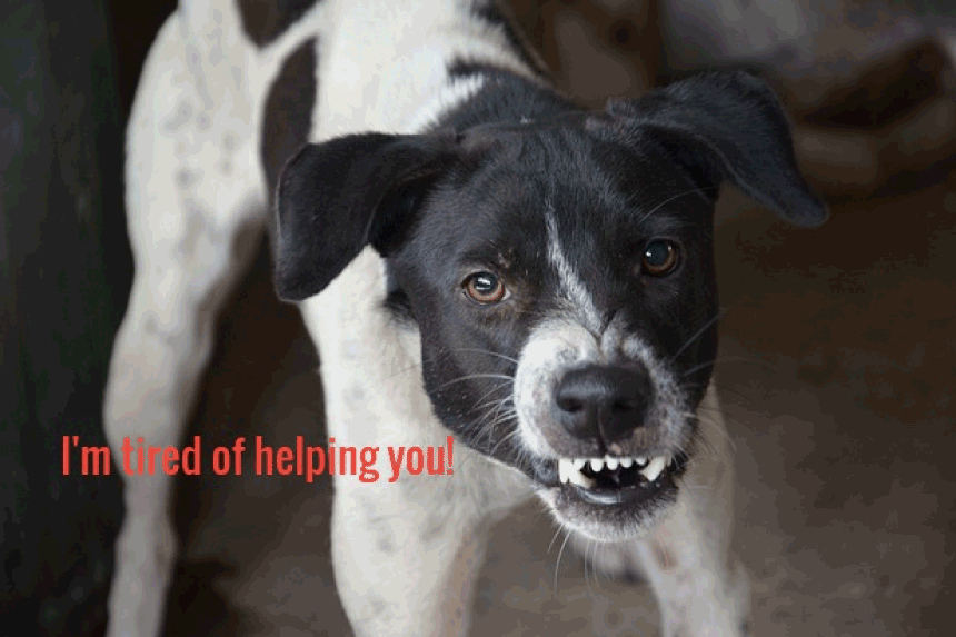 Opinion:  City Council gets bit by the same dog twice