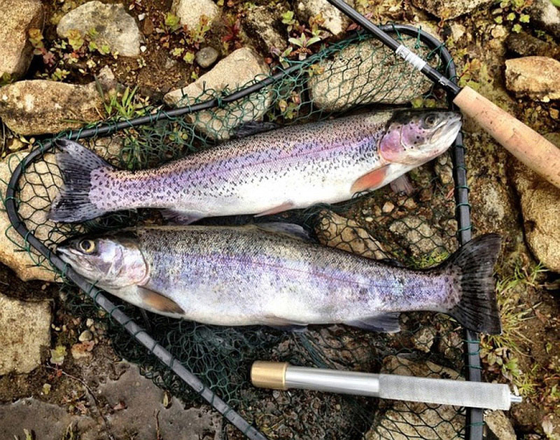 Three men get $1250 in fines for 5 trout