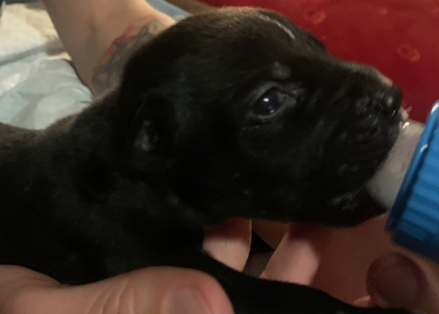 Discarded puppies rescued by passersby