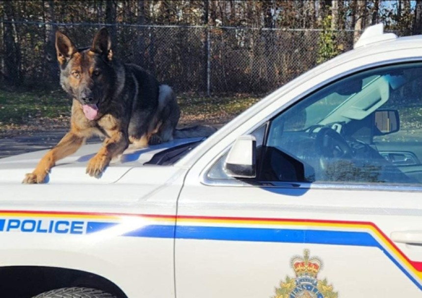 Police dog finds man lost in Batholomew