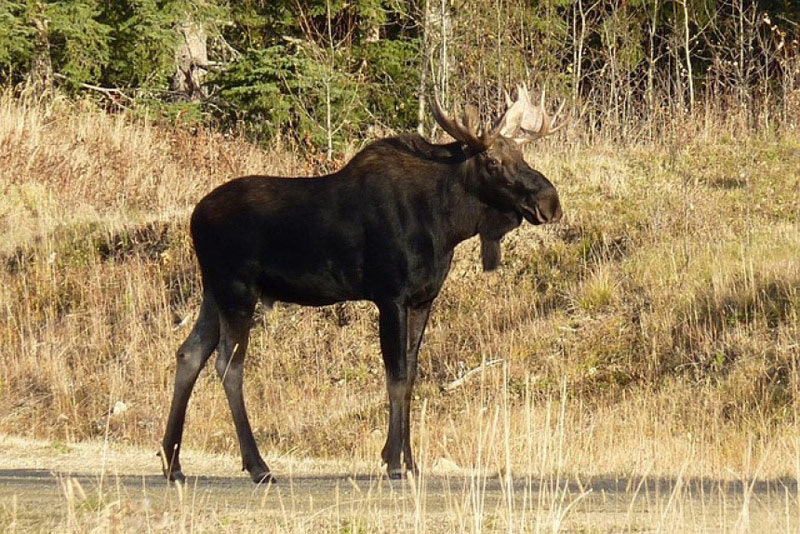 Woman jailed/fined for illegal moose hunt