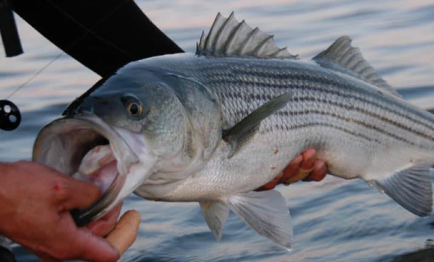 Ooops:  Fisherman not identified, not guilty