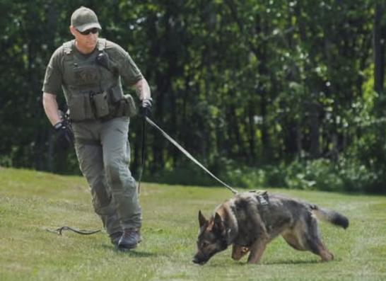 RCMP K-9 services find lost New Bandon man