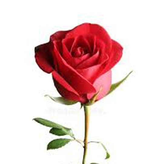 Thelma Dolly McAllister