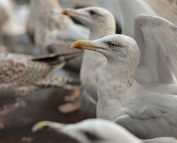 Trying not to get pooped on - woman seeks bird feeding bylaw