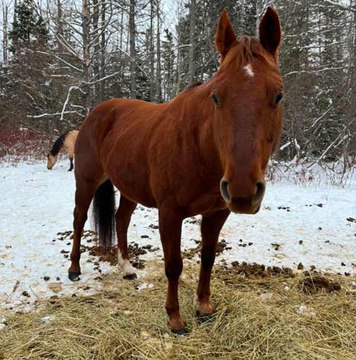 Hardwicke horse stolen - RCMP seek tips