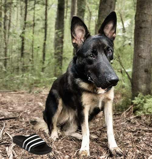 9 court briefs:  Police dog finds sandal, then suspect