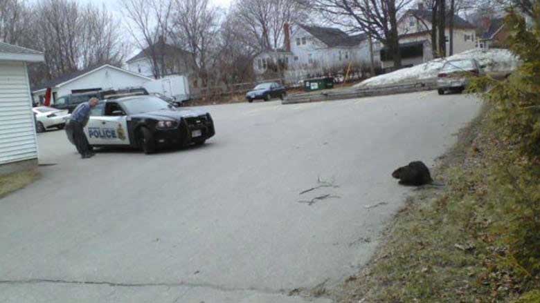 Illuminate speed signs coming to King Street