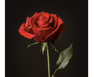 Carol Mildred (Ward) Gilks