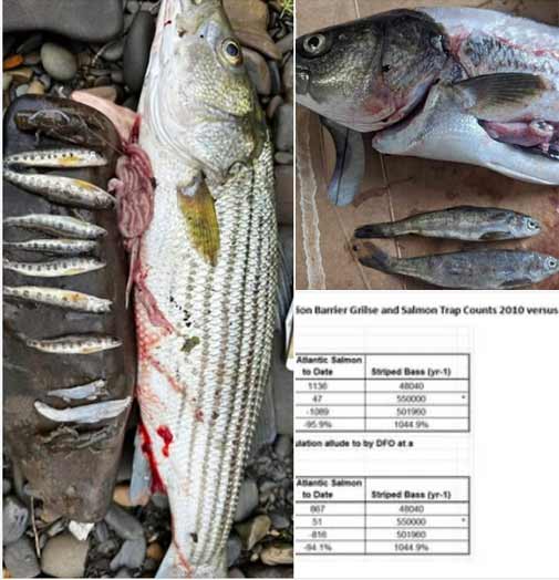 Organization sues DFO over neglecting Atlantic Salmon decline