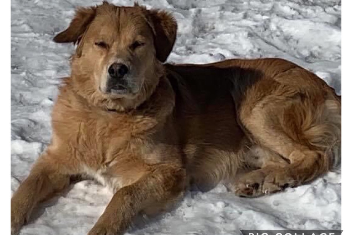 Dukie faces amputation after three weeks in coyote snare