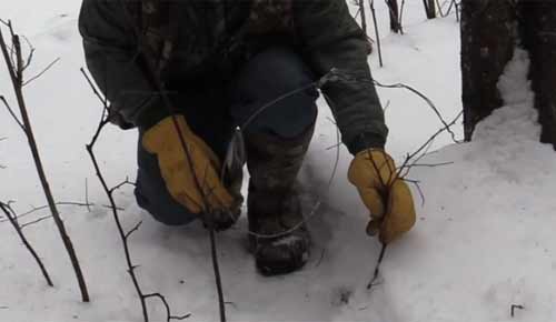 5 court briefs: man fined for bobcat snares