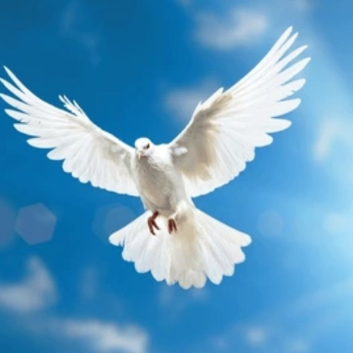 David Francis MacKenzie